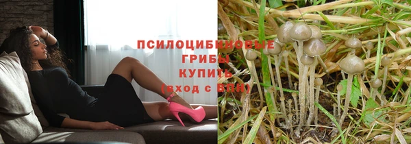 прущие грибы Медвежьегорск